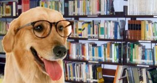 Estudantes americanos criam aparelho para tornar cães mais inteligentes