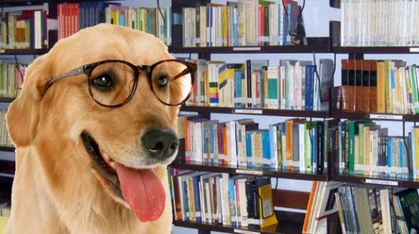 Estudantes americanos criam aparelho para tornar cães mais inteligentes