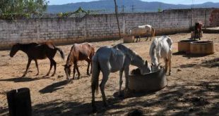 Montes Claros - Prefeitura intensifica apreensões de animais para evitar acidentes