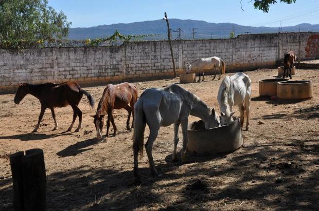 Montes Claros - Prefeitura intensifica apreensões de animais para evitar acidentes