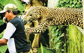 Ataques de leopardos "devora homens" geram crescente temor na Índia