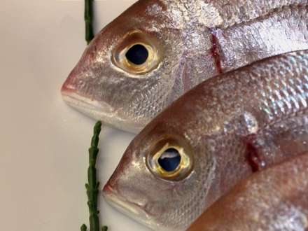 Montes Claros - Peixe na Merenda Escolar
