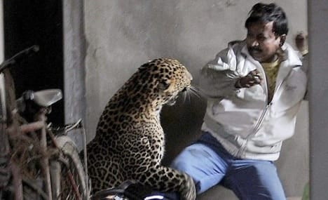 Ataques de leopardos "devora homens" geram crescente temor na Índia