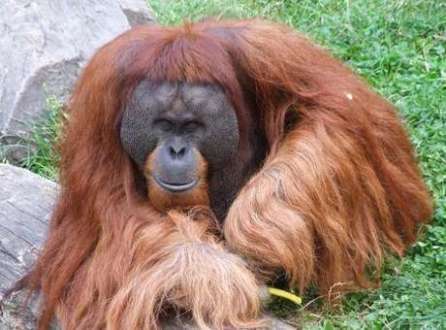 Com ciúmes da mãe, Walter arrancou o braço de um filhote que havia chegado há apenas algumas semanas no zoológico