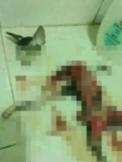 Gato foi morto e esquartejado por jovem chinesa