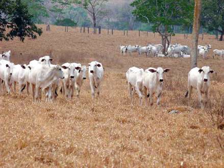 Norte de Minas - Devido à seca, pecuaristas vendem gado antes da hora para evitar perdas