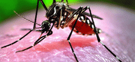 Copa 2014 - Surtos de sarampo e dengue durante a Copa preocupam governo