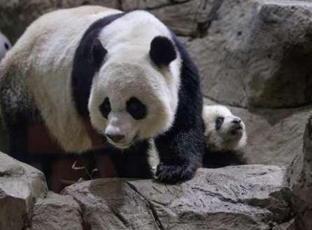 Animais chineses não poderão fazer prognósticos durante o Mundial