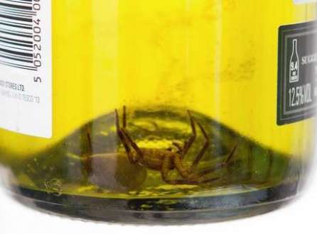 A aranha de 5 centímetros foi encontrada pela sobrinha do comprador durante uma festa de aniversário