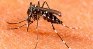 Tecnologia, criada por empresa britânica, pretende diminuir a população de Aedes aegypti na natureza e reduzir a incidência da dengue.