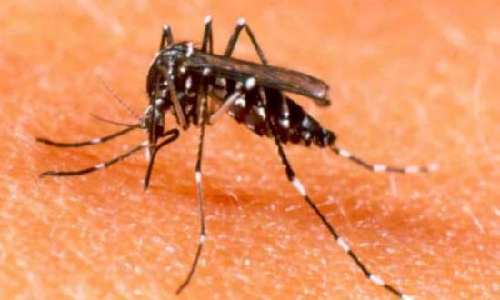 Tecnologia, criada por empresa britânica, pretende diminuir a população de Aedes aegypti na natureza e reduzir a incidência da dengue.