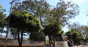 Montes Claros - Prefeitura vai substituir leucenas por árvores adequadas ao ambiente urbano