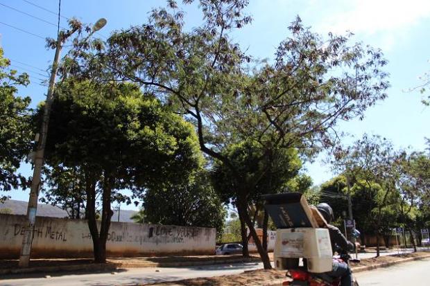 Montes Claros - Prefeitura vai substituir leucenas por árvores adequadas ao ambiente urbano