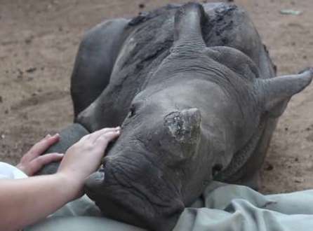 Bebê rinoceronte "órfão" é adotado por ovelha
