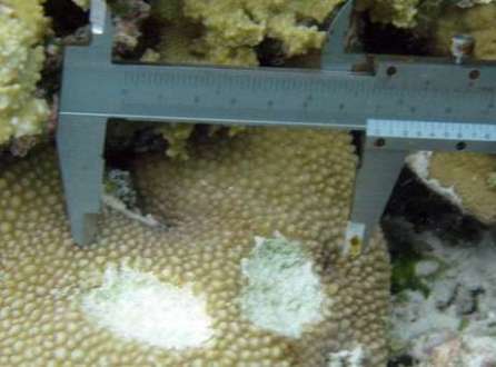 O detalhe mostra a mordida de um peixe-papagaio gigante sobre um coral 