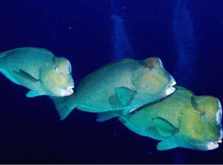 Os peixes-papagaio gigantes se alimentam rotineiramente de corais vivos no Pacífico 
