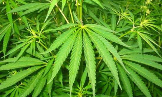 Eleitores decidirão, em uma consulta em novembro, se aprovam ou rejeitam a legalização da maconha com fins medicinais