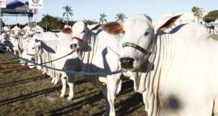 Norte de Minas - Expomontes fomenta agronegócio no Norte de Minas