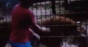 Segundo Vanilce Oliveira, bióloga do zoológico, o tigre é "extremamente dócil" e acostumado com o público, mas deve ter se irritado com a aproximação do menino