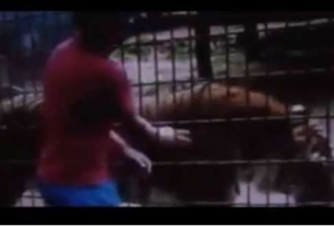 Segundo Vanilce Oliveira, bióloga do zoológico, o tigre é "extremamente dócil" e acostumado com o público, mas deve ter se irritado com a aproximação do menino