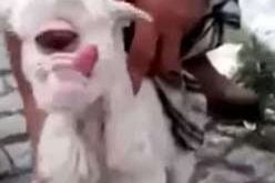 Ovelha nasce com apenas um olho gigante na Turquia