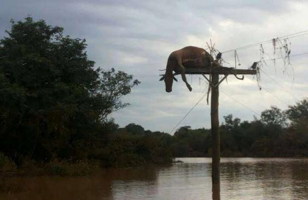 Local onde vaca foi encontrado em cima de poste em São Borja ainda está alagado – Foto: Michel Mariano da Rocha