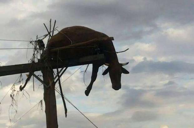 Vaca é encontrada em cima de poste após água de enchente baixar em São Borja – Foto: Michel Mariano da Rocha