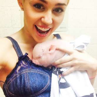 Miley Cyrus ganha porco de estimação e se derrete por pet