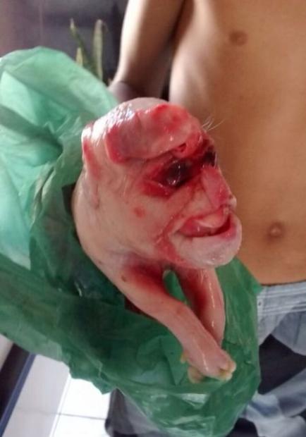 Porco nasce com cara de gente e chama atenção da população