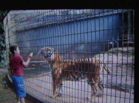 Visitantes gravaram menino em local proibido do zoo