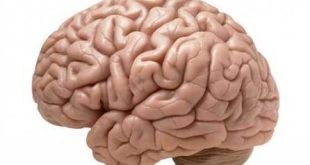 Máquina possui uma espécie de "cérebro eletrônico" que decifra mensagens enviadas por ondas cerebrais humanas