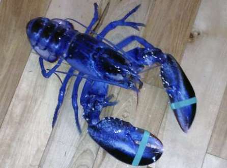 Lagosta azul capturada em Maine vira atração em aquário