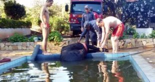 Bomberios usaram cordas para retirar animal da água