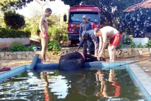 Bomberios usaram cordas para retirar animal da água