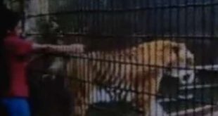 Menino de 11 anos teve braço amputado depois de ataque