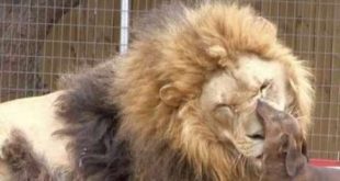 Animais brincam e até se alimentam juntos.