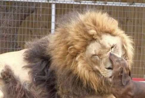 Animais brincam e até se alimentam juntos.