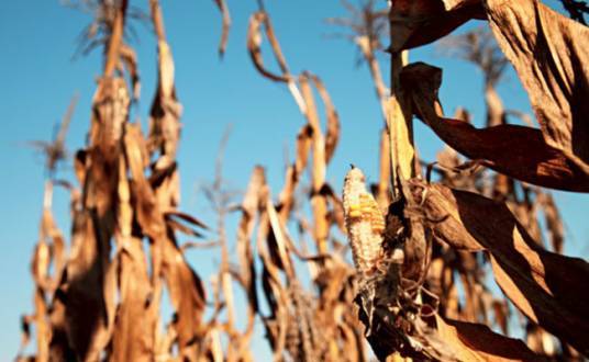 Norte de Minas - Perdas na produção do setor agropecuário atingiram a marca de 90% no Norte de Minas Gerais