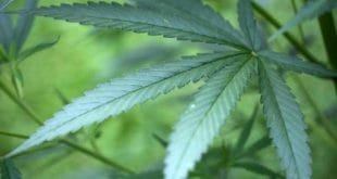 Brasil - Juízes condenam em audiência no Senado proibição ao uso da maconha