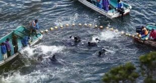 Os pescadores da cidade japonesa de Taiji iniciaram nesta terça-feira a temporada 2014-2015 de caça de golfinhos,