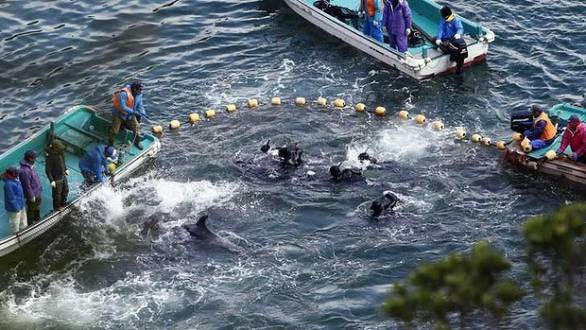 Os pescadores da cidade japonesa de Taiji iniciaram nesta terça-feira a temporada 2014-2015 de caça de golfinhos,