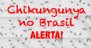 Brasil - Sobe para 16 número de casos autóctones de chicungunha confirmados no Brasil