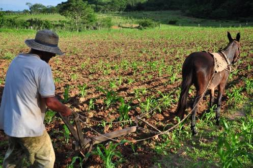 Montes Claros - Município adquire alimentos de pequenos agricultores para compor a merenda escolar