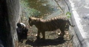 "Sofreu durante 10 a 15 minutos e ninguém ajudou", afirmou testemunha, identificada como Himanshu