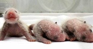 Pandas trigêmeos completam dois meses de vida na China