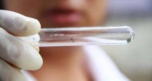 Saúde - Sanofi produz vacina que reduz em 60% casos de dengue