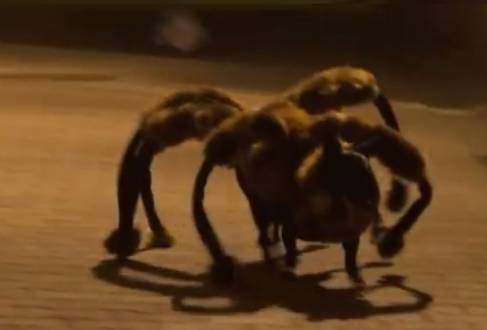 Vídeo de cachorro vestido de aranha vira febre na internet