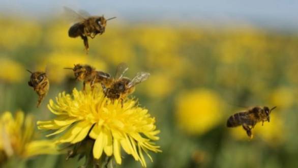 Nas patas, a própolis verde: mistura de saliva com néctar, resina de plantas e restos de brotos