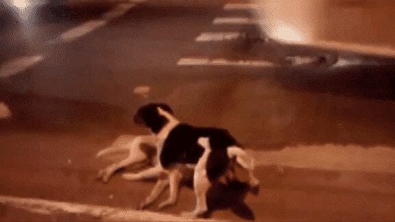 Vídeo de cão que tenta salvar cachorrinho atropelado se torna viral