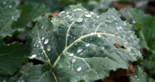 Norte de Minas - Chuva chega no Norte de Minas e produtores rurais estão esperançosos com a mudança climática